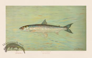 Cisco of Lake Geneva